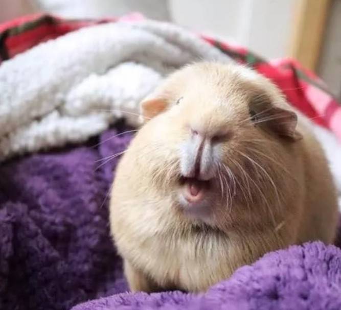 都是胖,怎么荷兰猪可以胖的那么可爱?