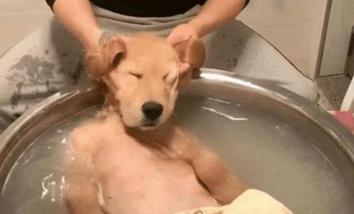 金毛享受按摩, 不给按摩就不洗澡, 主人也无可奈何!