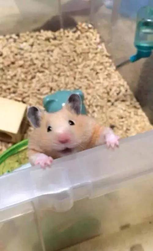 仓鼠逃脱记！ 逃跑失败的表情未免也太可爱了吧