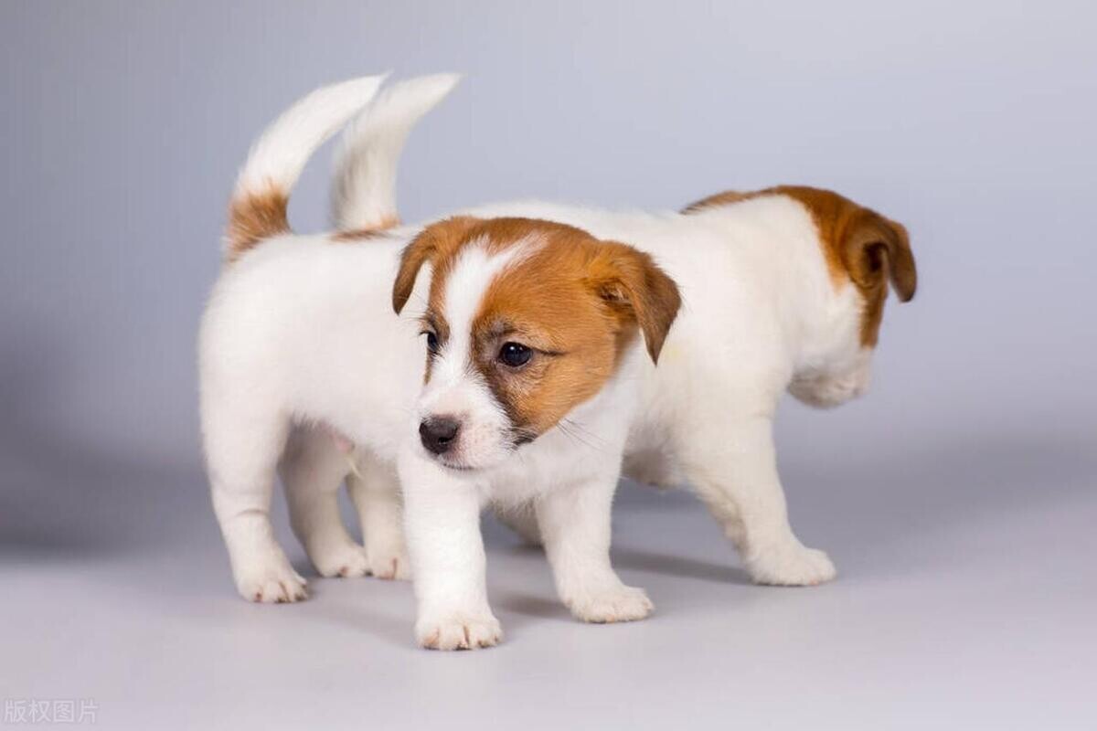 狗狗总是拉肚子是什么原因?以下是处理步骤和建议