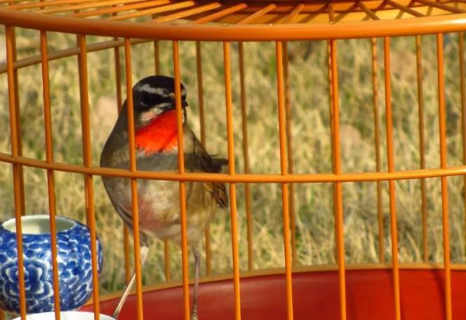 天气晴好 遛遛鸟