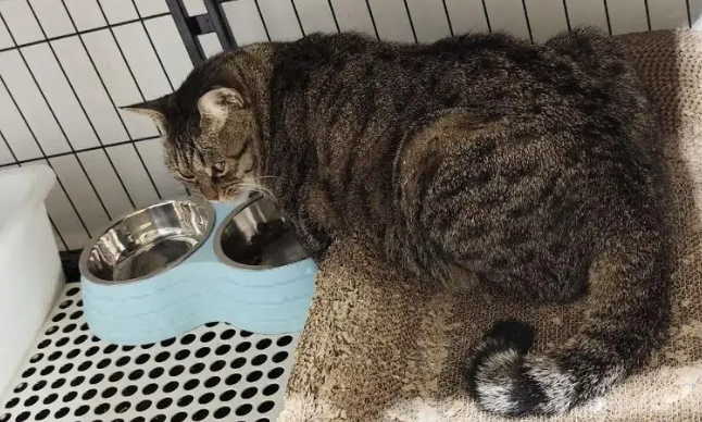 爸爸吐槽猫不会抓老鼠,结果……被猫“报复”