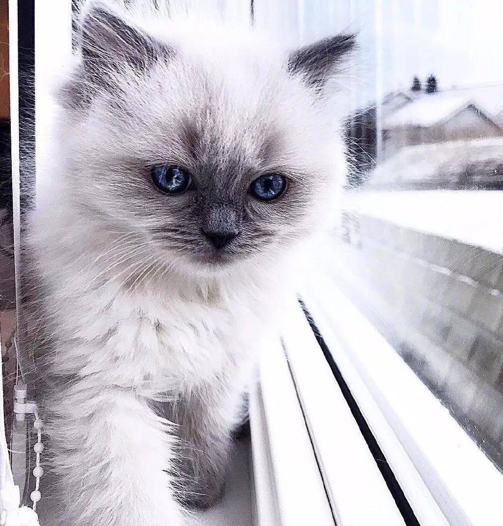 超萌的猫咪,眼里有星辰大海
