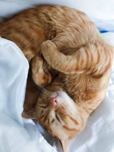 中华田园猫,也一样可以萌