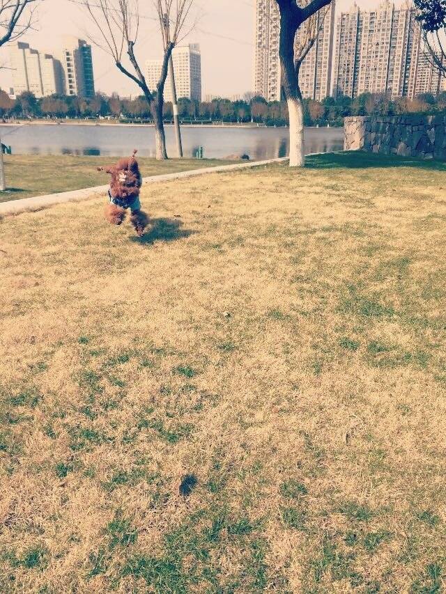 飞跑得像只兔子,自由自在的飞奔在草地上,多开心呀!伙伴们也一起来吧,运动起来身体健康哦!