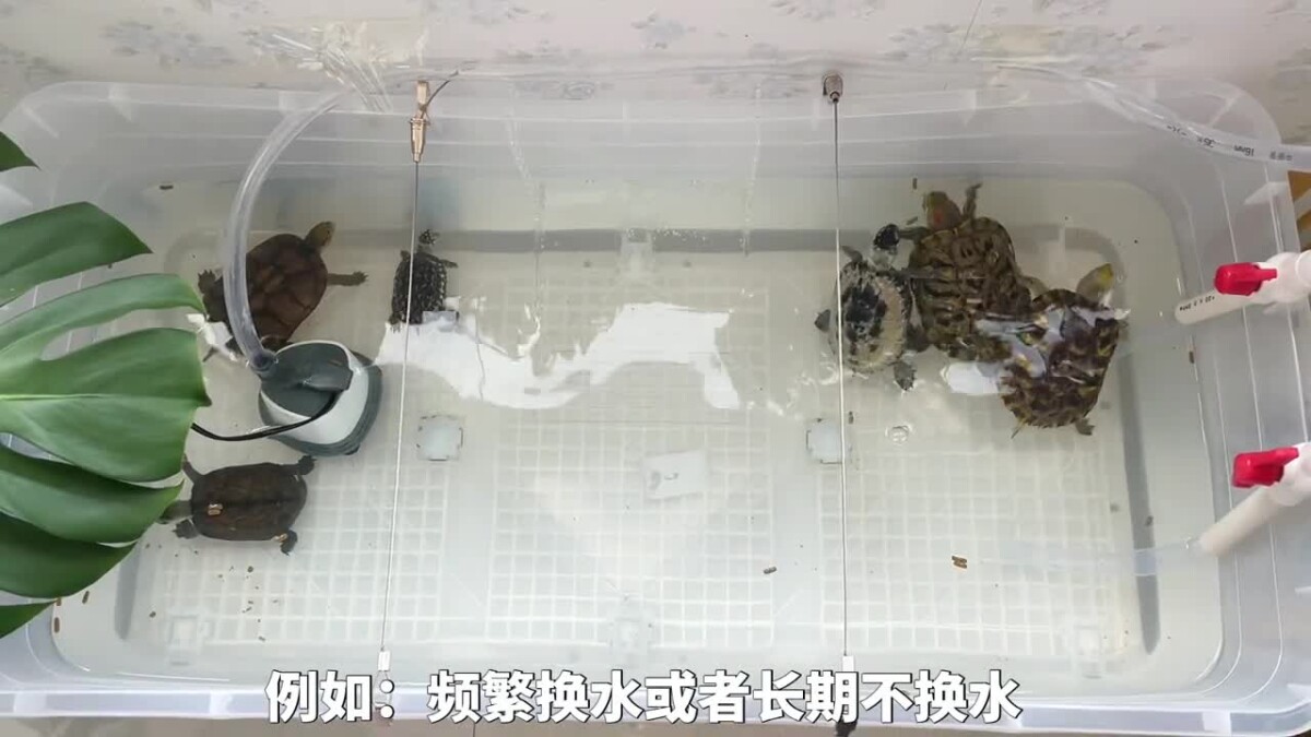 乌龟腐皮腐甲原因，及处理方法！