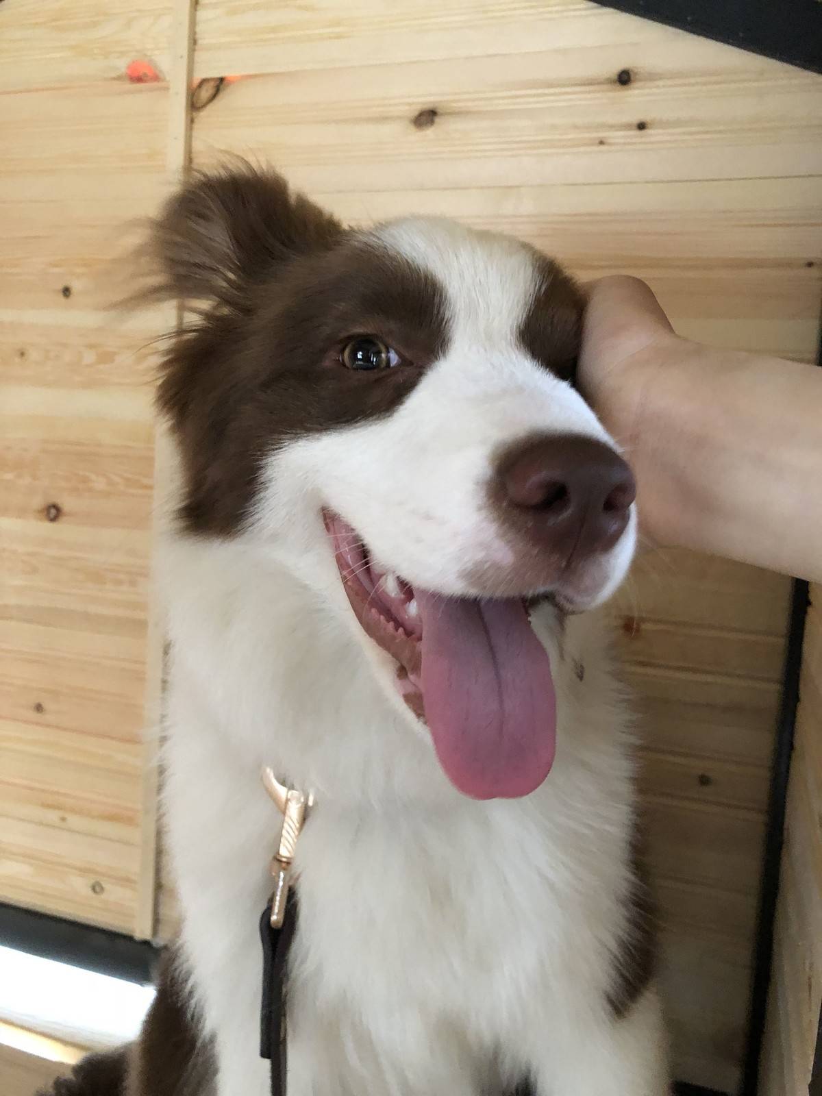 (边境牧羊犬表情包)新的狗屋好漂亮,但是娜娜不喜欢被关起来,还是爱睡客厅正中间