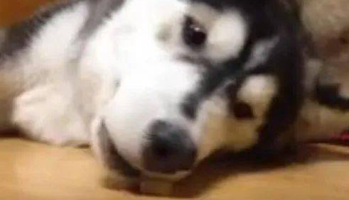 哈士奇在地板上睡的正香，主人拿零食往旁边一放，结果二哈这反应