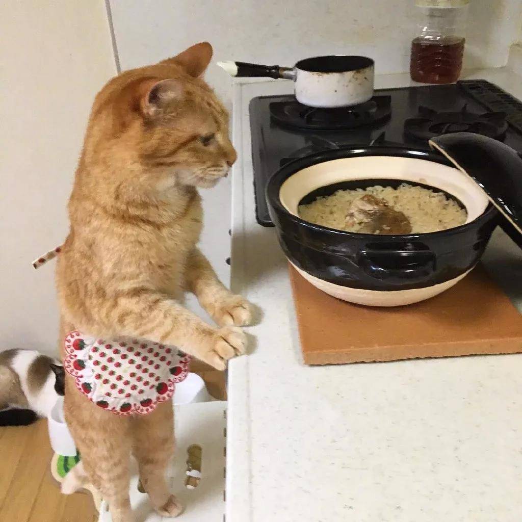 洒家新请的猫咪小保姆,了解一下