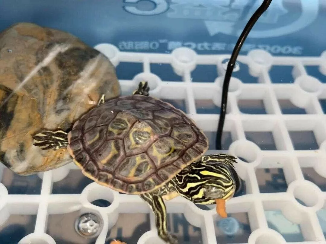 乌龟蒙眼了怎么办？分享个安全稳妥的处理方法