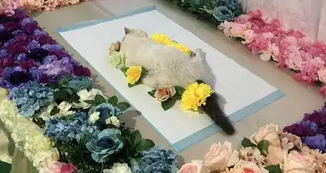 别让宠物殡葬沦为监管盲区