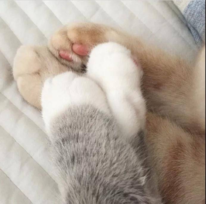 毛茸茸暖暖的猫爪爪，想握的举手！