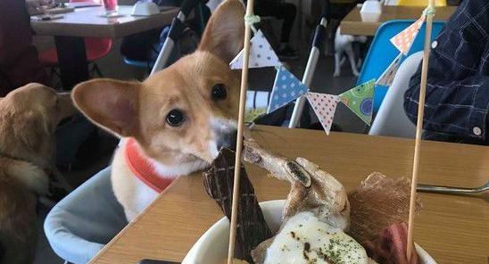 柯基庆生玩太疯好累 洗澡时竟然躺成一直线