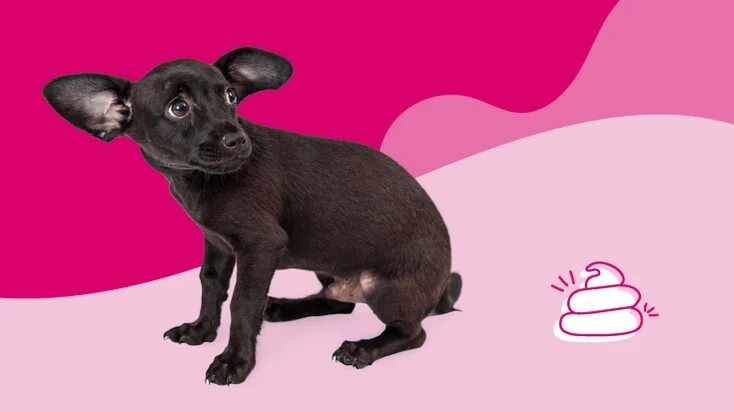 为什么我的狗狗拉血便？8 种可能的原因