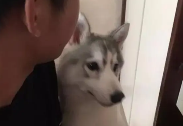 哈士奇想吃宠主的零食,跑过去撒娇抱大腿,见没搭理它立马就翻脸