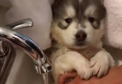 小哈士奇被主人抱去洗澡，眼神里全是惊恐：能不能过两天再洗？