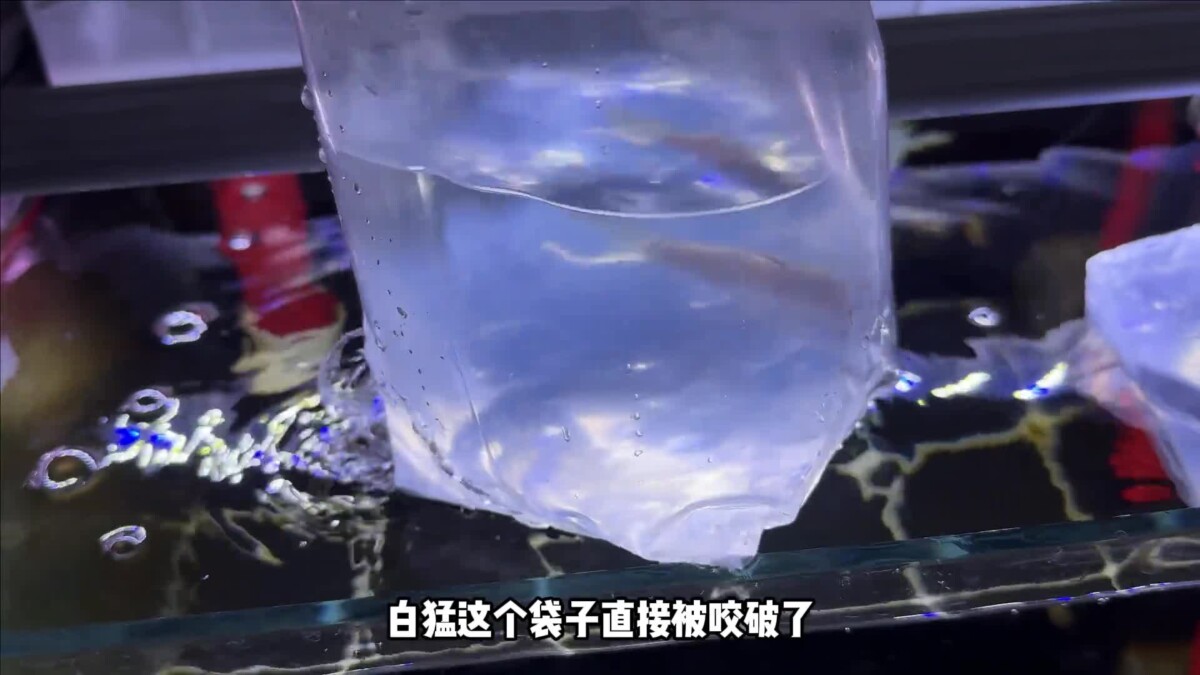 观赏鱼的绝症胡椒病：我的牙鱼“大牙”能否幸存？