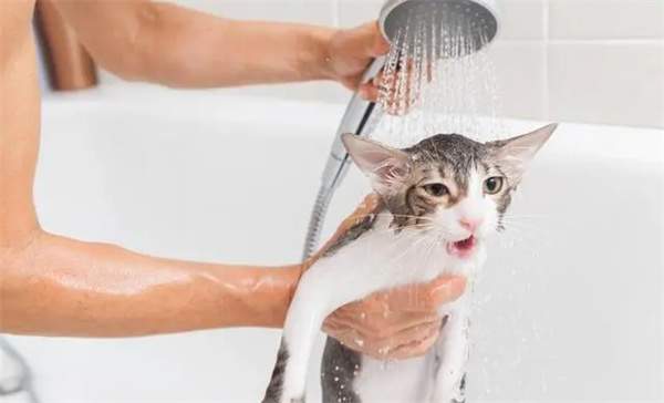猫咪多久洗一次澡?帮猫咪洗澡需要注意些什么?