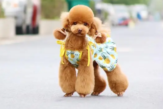 如何挑选宠物沐浴露?来看看吧