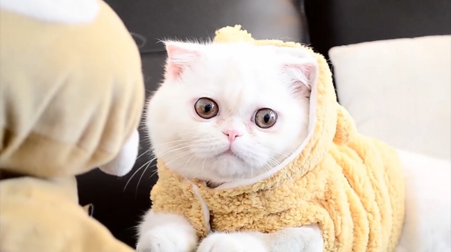 小肥猫图片