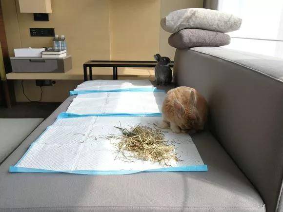 兔子会啃尿布,然后尿在沙发上弄得一塌糊涂。。。还是要看每个兔兔脾气的,我家小祖宗只能外带包,加抱在怀里
