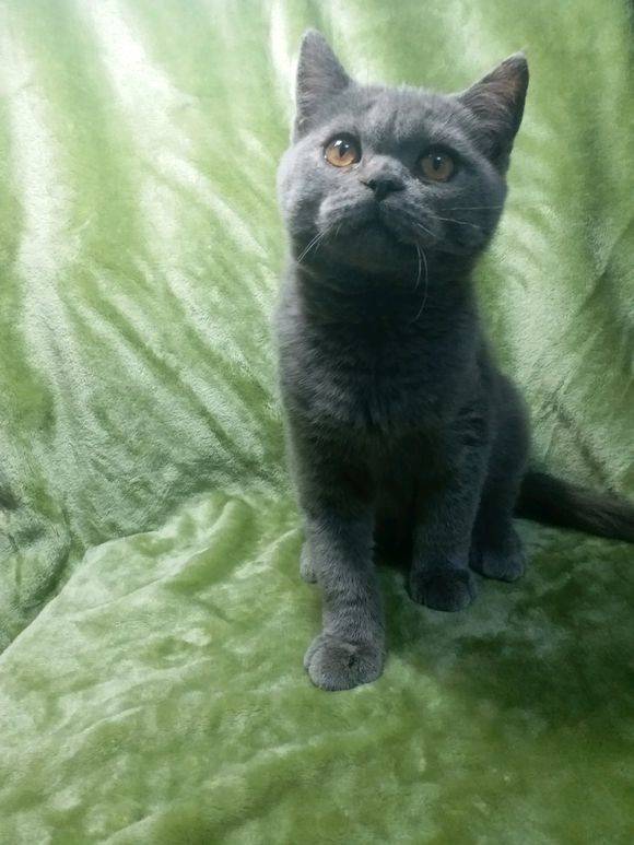 健康活泼的蓝猫妹妹，一不小心就三个月大了。