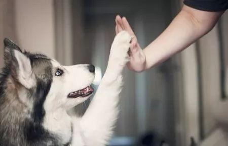 有必要给狗狗打狂犬疫苗吗?宠物疫苗常见误区