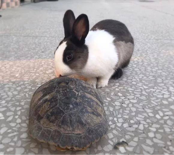 好可爱哦 萌萌哒,正好来场龟兔赛跑