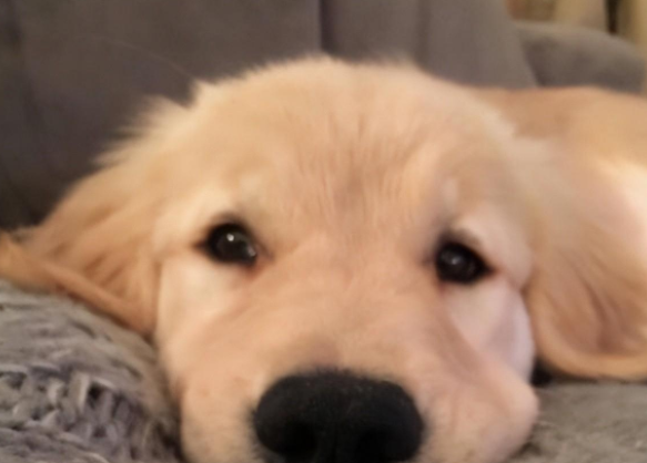 金毛给自己放水洗澡,洗到一半意外发生了,铲屎官笑得直跺脚