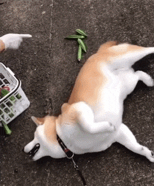 狗狗不舒服的 7 个表现,出现这些动作药注意了!