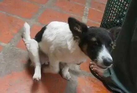 狗狗忍痛的 8 大表现，主人可别忽视了！