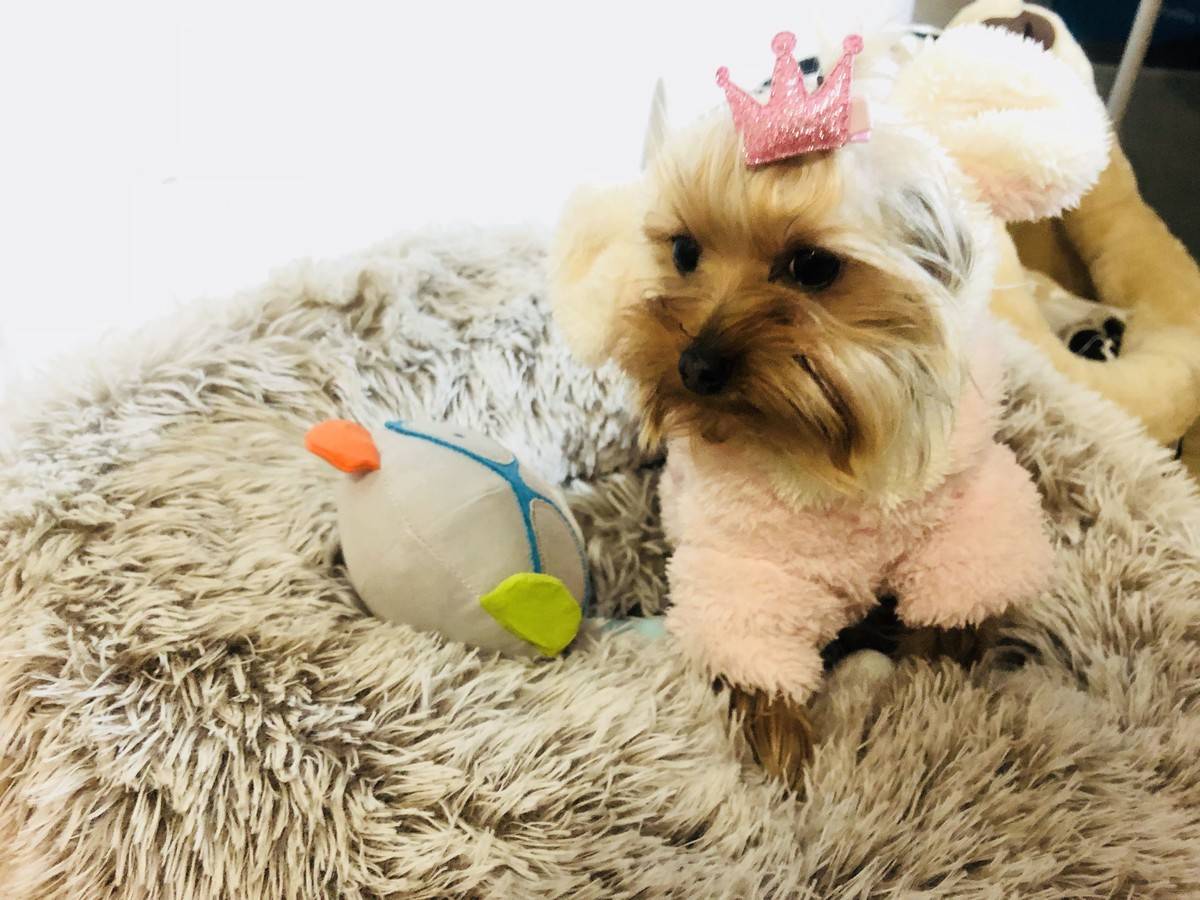 卖萌是本宝宝的日常~