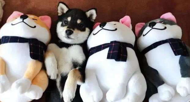 狗狗不喜欢人的沐浴露?你不知道的原因在这里