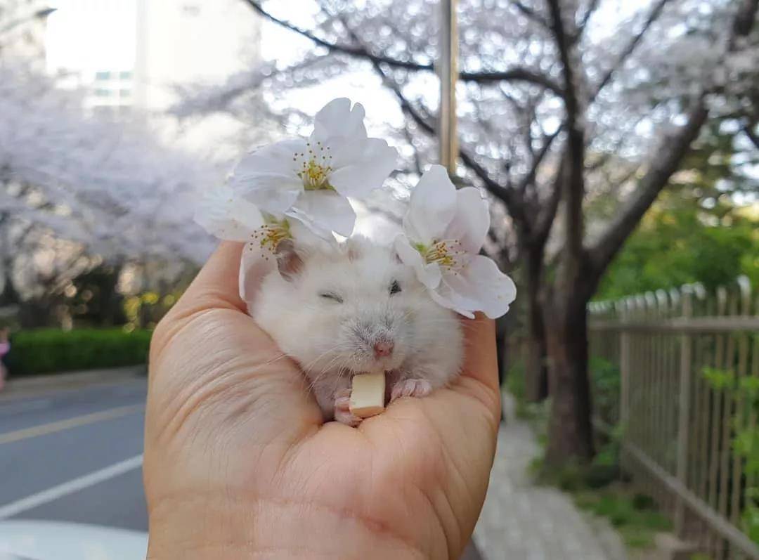 一组樱花和仓鼠的合照，春天真好呀