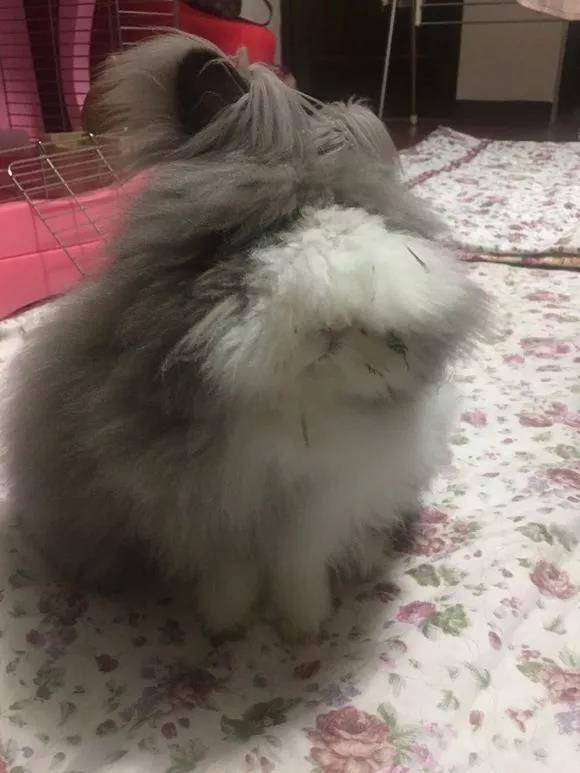 香葱小可爱又半夜陪我看球真热闹开心