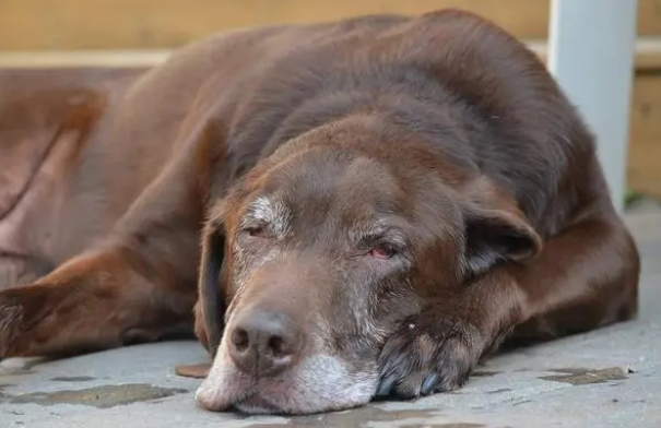 拉布拉多洗澡用什么沐浴露?怎么挑选?