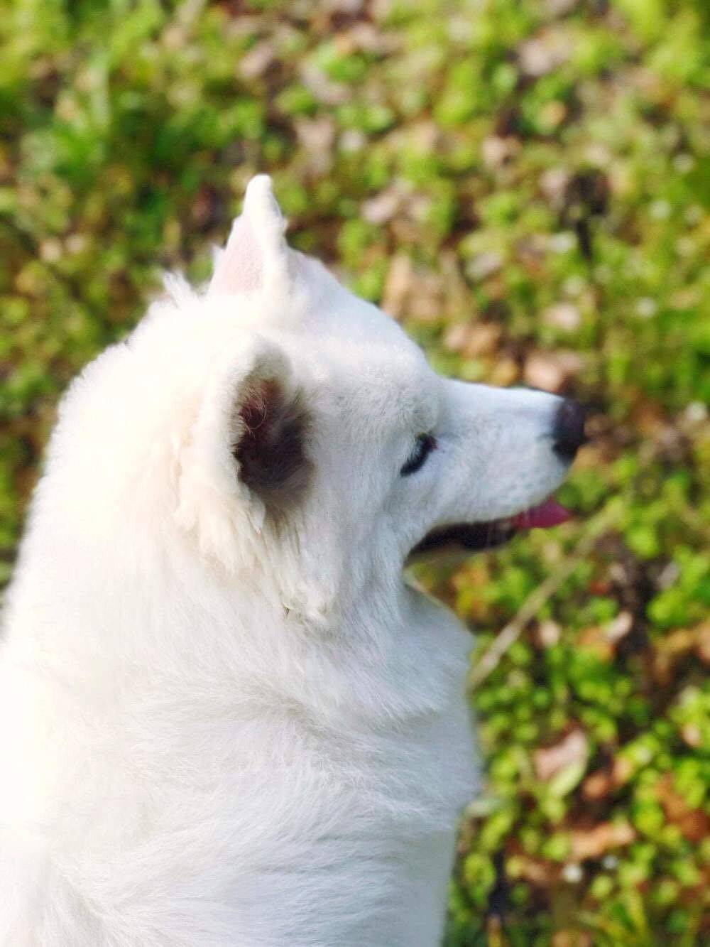 萨摩耶,美不美看图 你们的小可爱来了