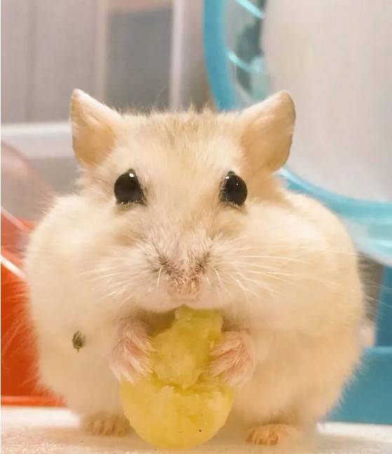 仓鼠弱小，无助，但能吃~