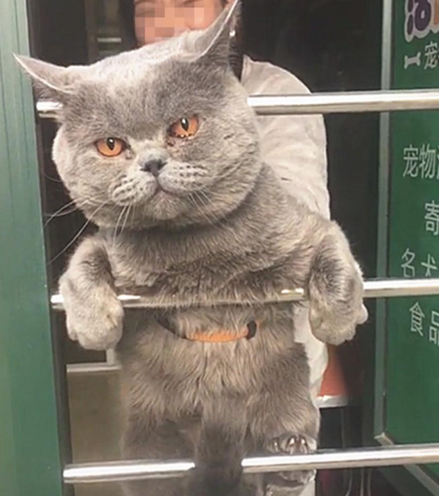 一只逃跑被抓回来洗澡的猫:我和我最后的倔强,握紧爪子绝对不放