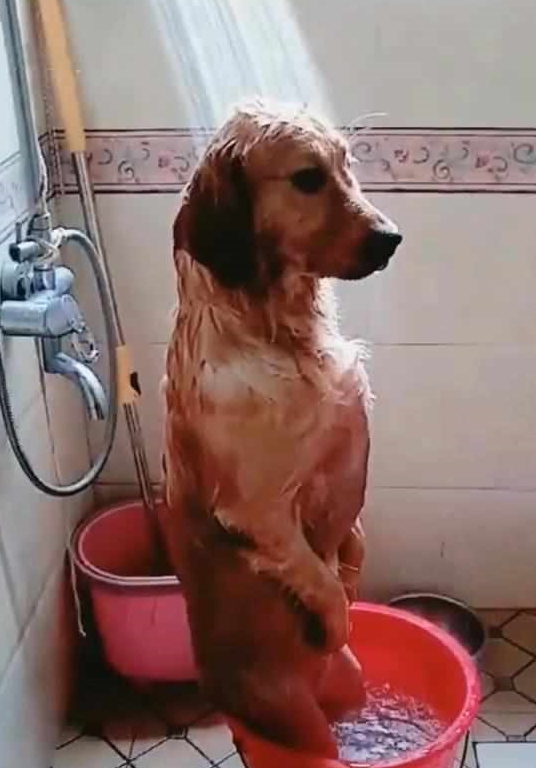 金毛在浴室洗澡,主人接电话忘记这茬,想起后跑过去看到眼前这幕