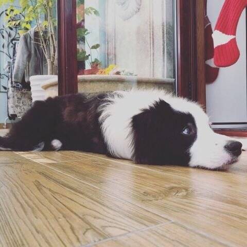 狗狗九个月啦～