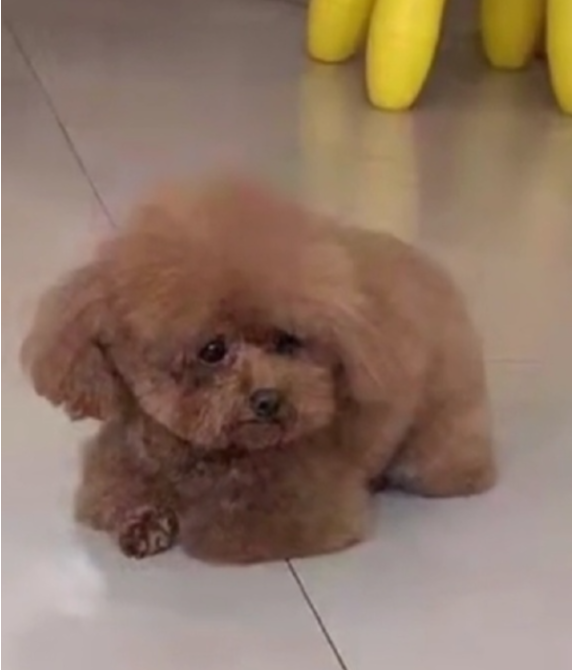 送泰迪去宠物店洗澡,接它时狗子眼泪快出来了:麻麻怎么还不来接我…