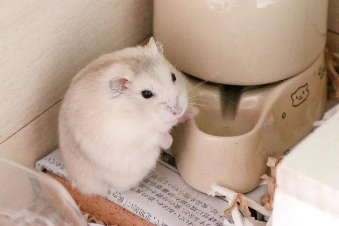 一只超级圆的小仓鼠