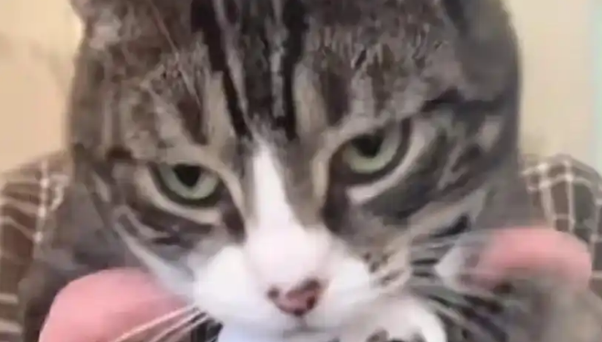 小猫戴摄像头出门，网友：全是“社会猫”，到底多能打？