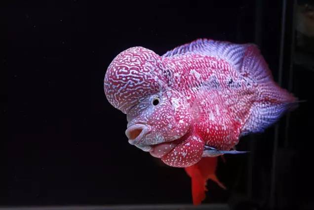 鱼友分享极品的金花罗汉鱼图