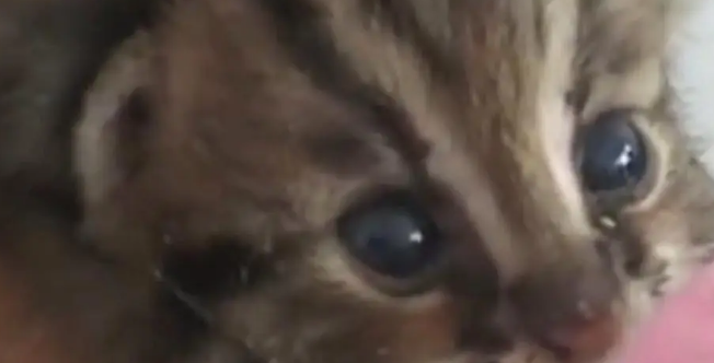 广东老太在山上捡了只小野猫养,养大后人懵了