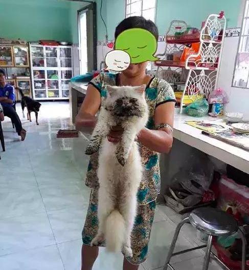 阿姨抱着暹罗猫来洗澡, 看着猫咪身上的脏东西, 给100也不洗
