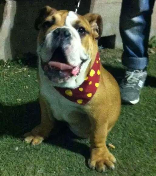 北京:送爱犬去动物医院洗澡 结果被实习生憋死