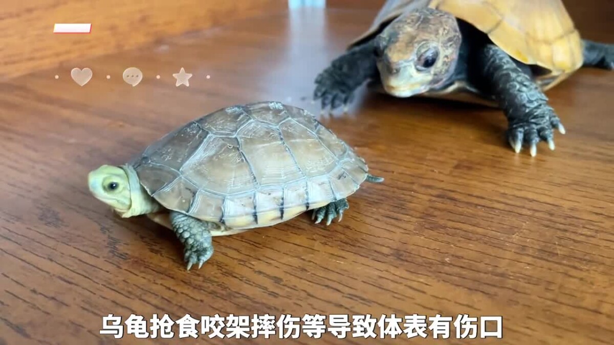 乌龟腐皮腐甲原因，及处理方法！