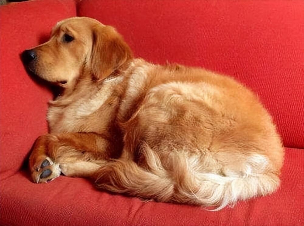 狗狗不舒服的 7 个表现,出现这些动作药注意了!